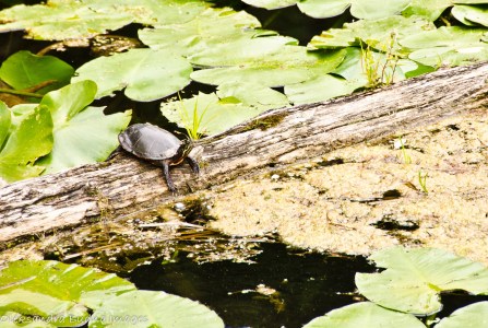 PineryLabourDay2014-49