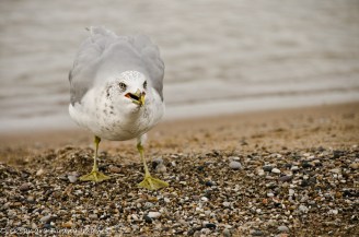 PineryLabourDay2014-83