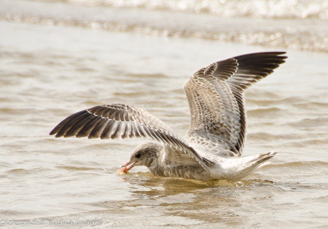 PineryLabourDay2014-85