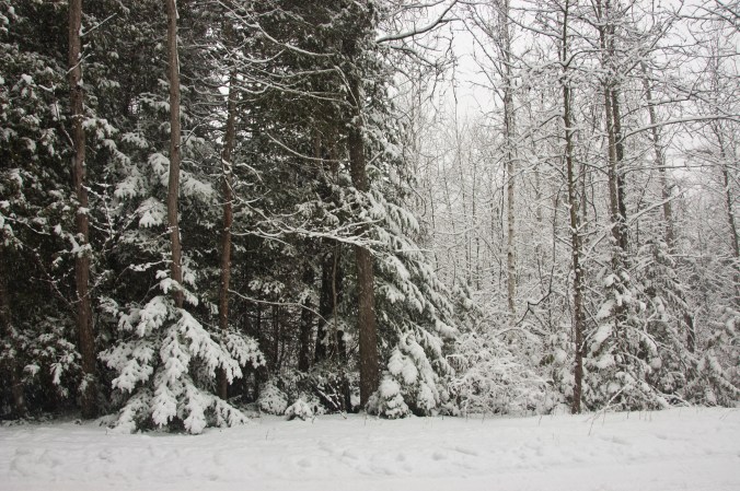snow-covered forest in the winter