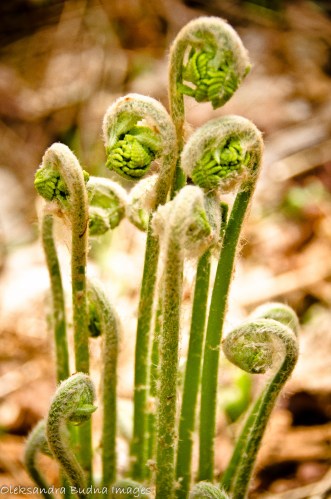 fiddleheads