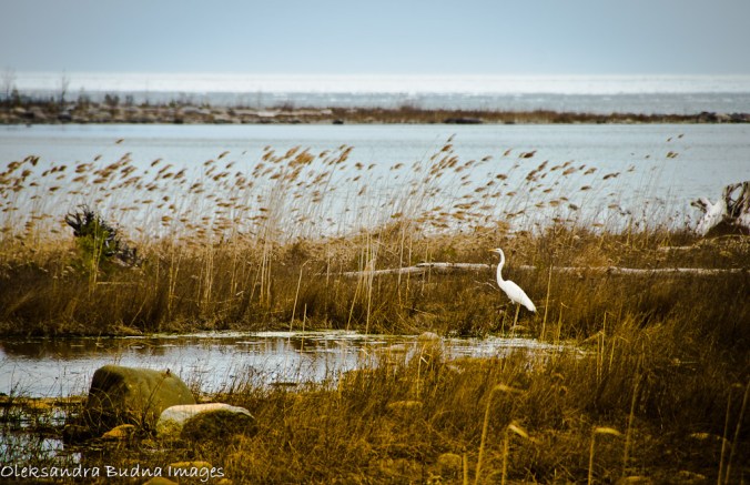 heron near the lake