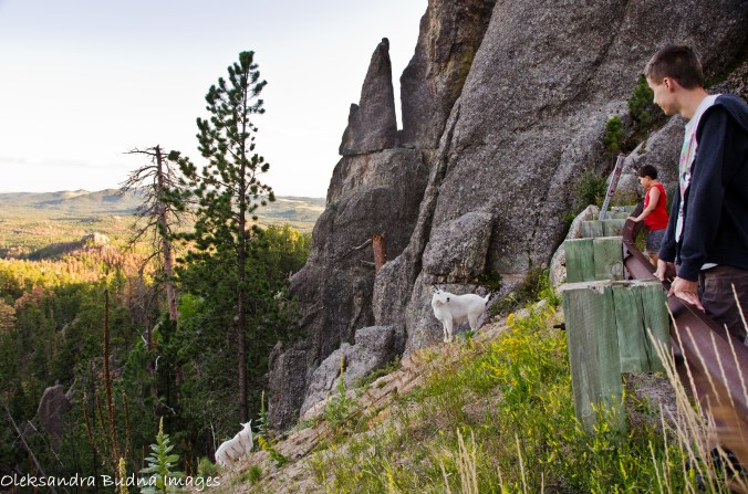 Mountain goats at Custer state park