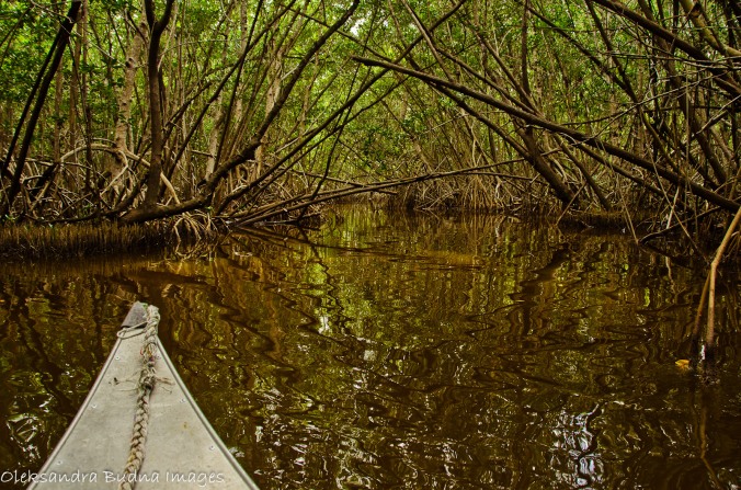 canoeing through a mangrove