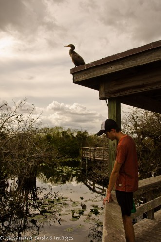 anhinga trail at everglades