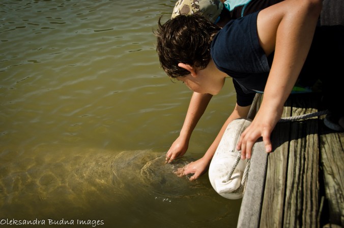 patting a manatee