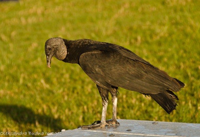 vulture
