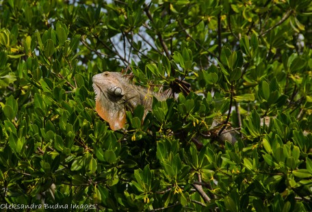 iguana in a tree