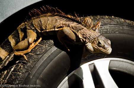 iguana on a car tire