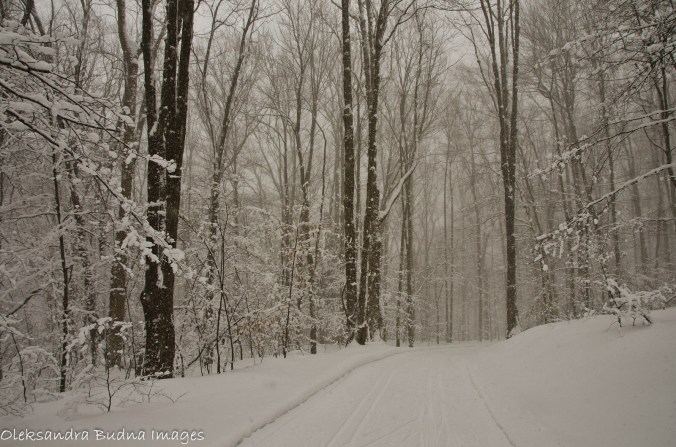 allegany state park