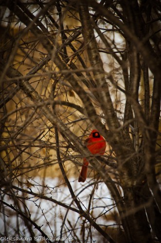 red cardinal