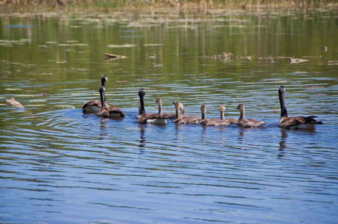 family of geese