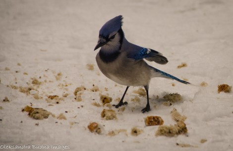 blue jay