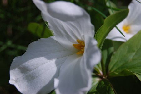 white trillium