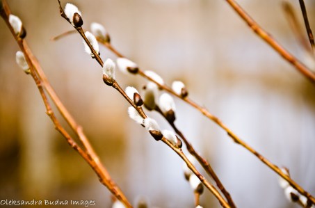 willow in the spring