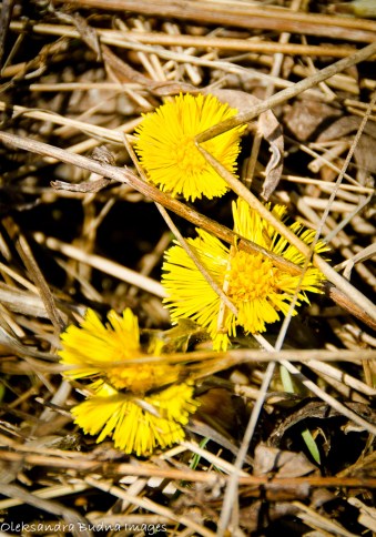 yellow spring flowers
