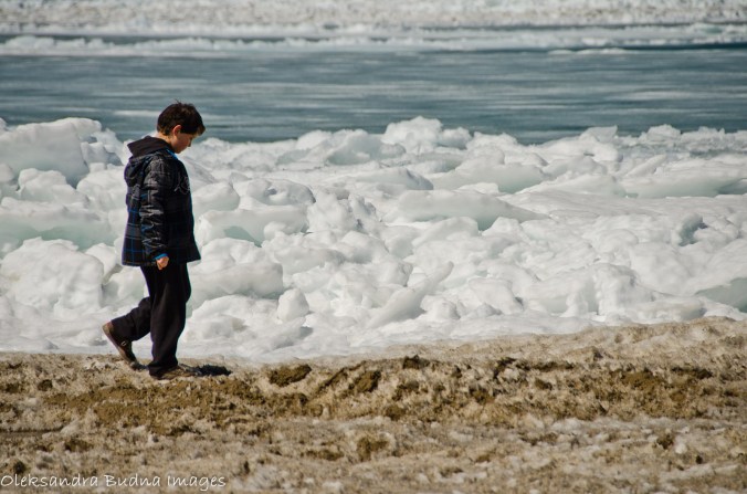 pinery in the winter