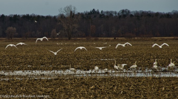tundra swans at grand bend