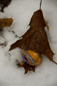chocolate egg on a leaf