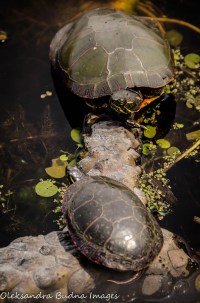 turtles
