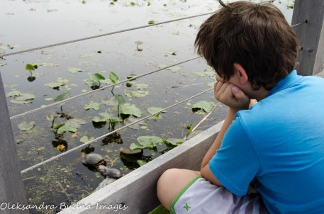 kid watching turtles