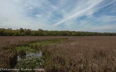 view of the marsh