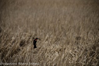 red-winged blackbird