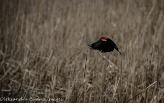 red-winged blackbird