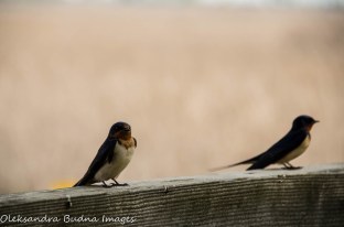 swallows