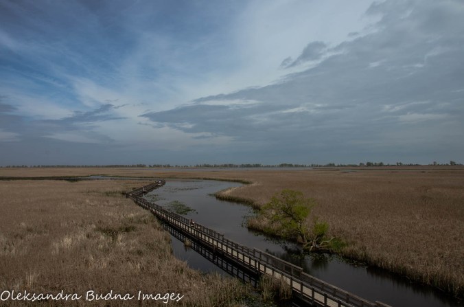 Marsh Boardwalk
