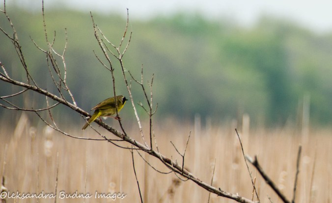warbler at Point Pelee National Park