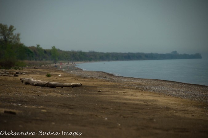 beach at Point Pelee National Park
