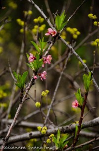 flowers at Point Pelee National Park