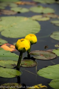 yellow water lilies