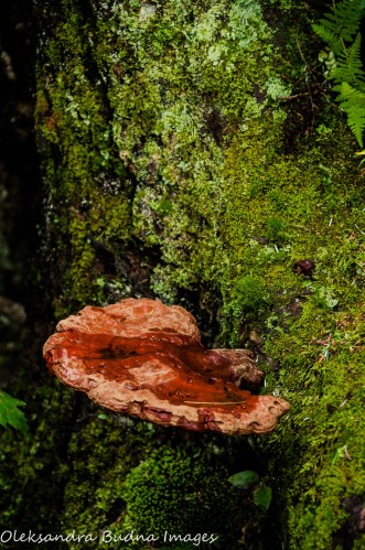 fungus on a tree stump
