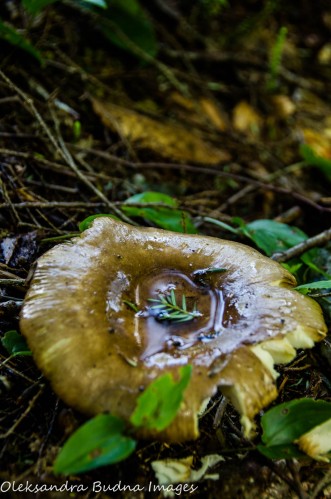 mushroom after the rain