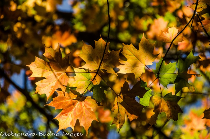 orange maple leaves at Killbear Provincial Park