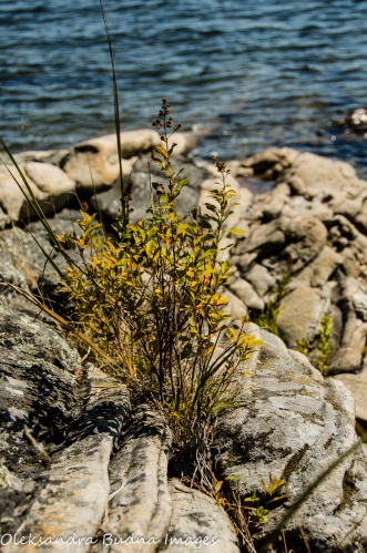 rocks and plants at Killbear Provincial Park