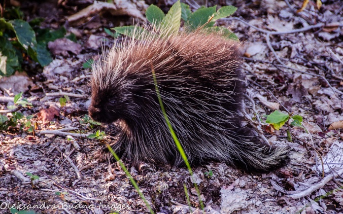 porcupine at Killbear Provincial Park