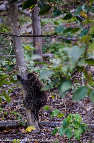 porcupine climbing a tree at Killbear Provincial Park