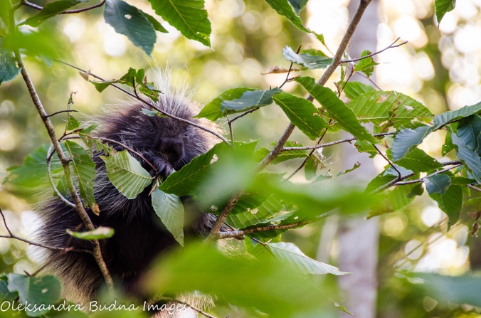 procupine in a tree at Killbear Provincial Park