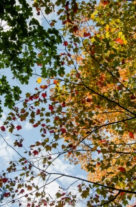 fall foliage at Killbear Provincial Park