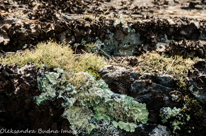 moss and lichens in Quetico