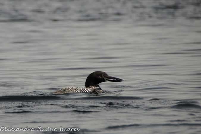 loon with a fish