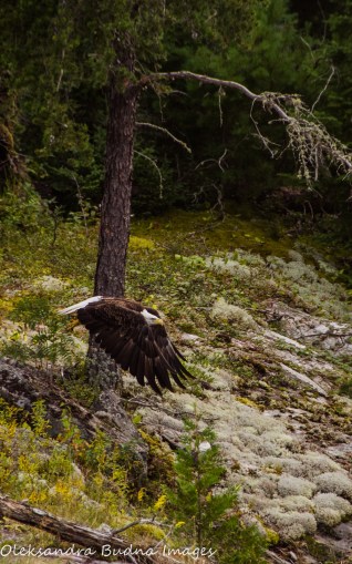 bald eagle in Quetico