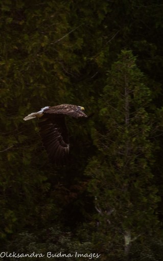 bald eagle in Quetico