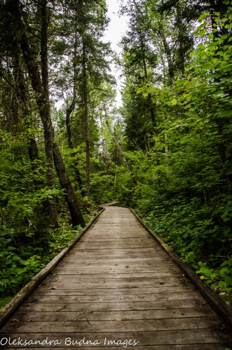 Boardwalk at Quetico Provincial Park