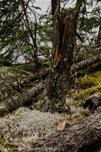 tree stump at Quetico Provincial Park