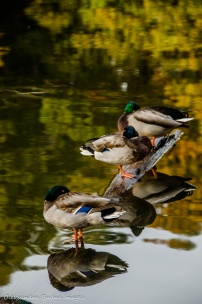 mallard ducks in High Park