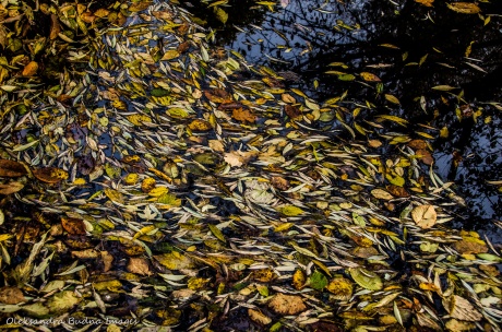 fallen leaves in the stream